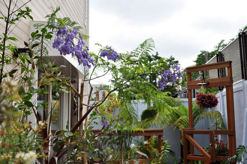 オーストラリアン リゾート ガーデン Alex S Garden Party