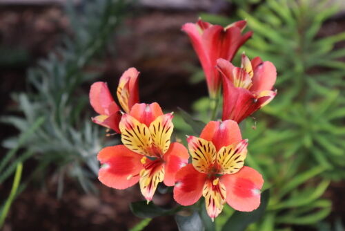 Alstroemeria 'Indian Summer'713bms