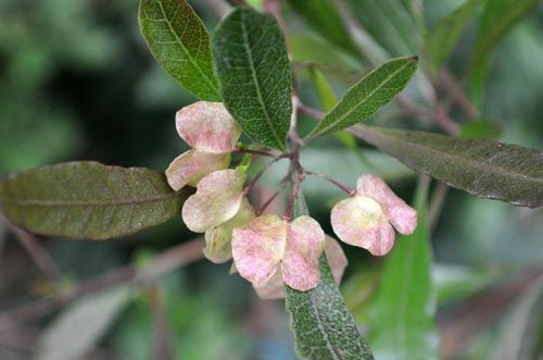 ドドナエア繋がり Alex S Garden Party