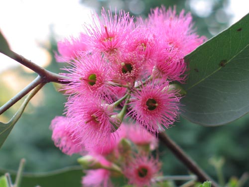 ユーカリの花 : Alex's Garden Party♪