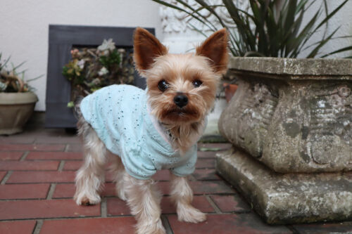 coco1126msJPG