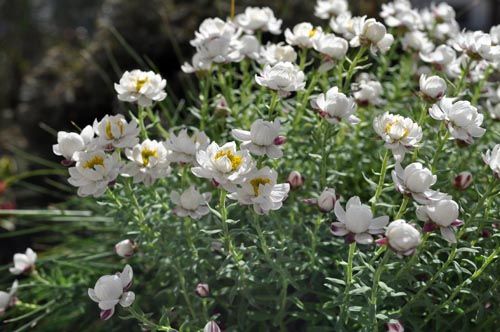 rhodanthe314c_ms
