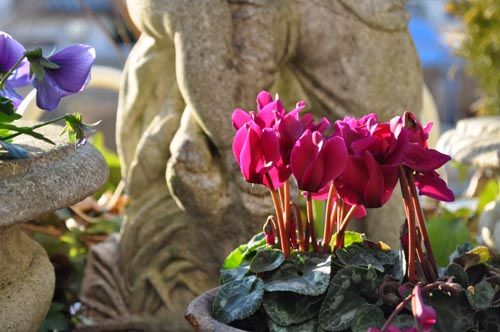 cyclamen105_ms
