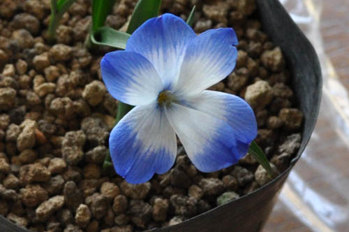 Tecophilaea_ms