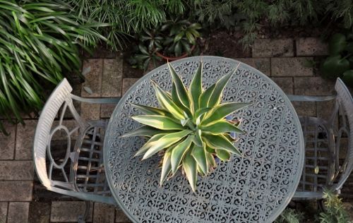 agave1003 (500x316)