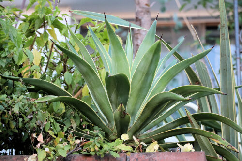agave1125ms