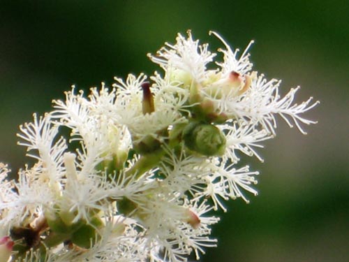 melareuca605
