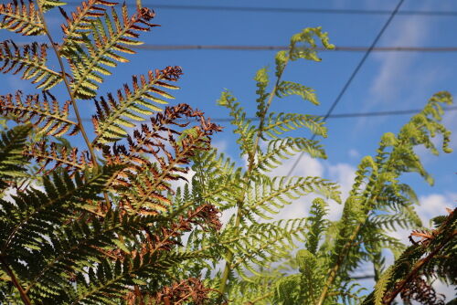 dicksonia512ms