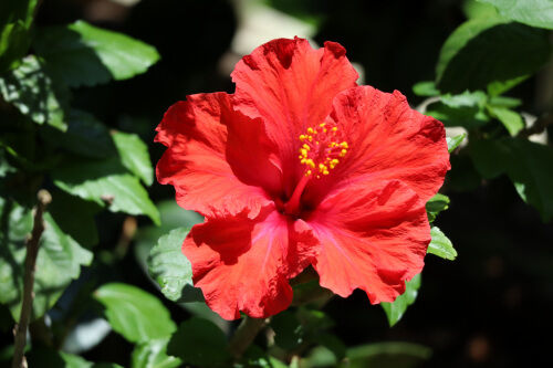 今朝、咲いた花 : Alex's Garden Party♪