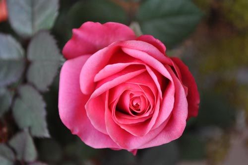 minirose320b_ms