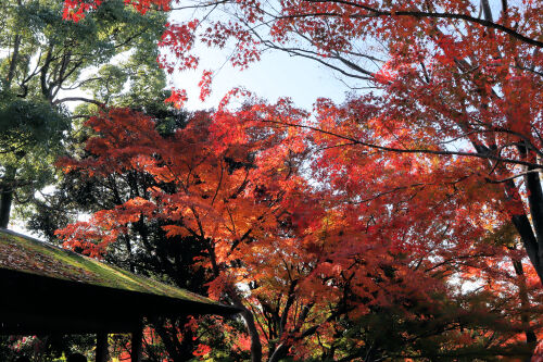 momiji1125ms