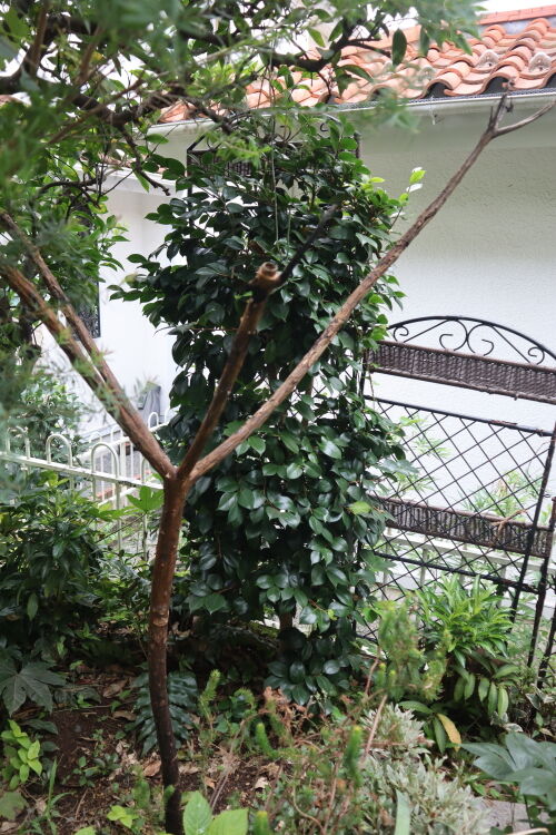 プルメリアでハワイ気分 Alex S Garden Party