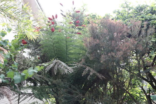 dicksonia518fms