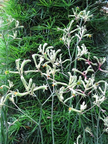 Alexの「お薦めの植物シリーズ」A.オージープランツ：5）カンガルー