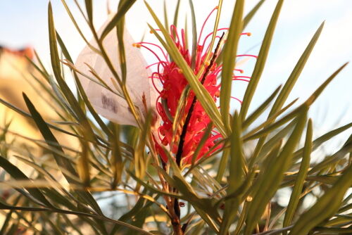 グレヴィレア・バンクシーの種採取 : Alex's Garden Party♪