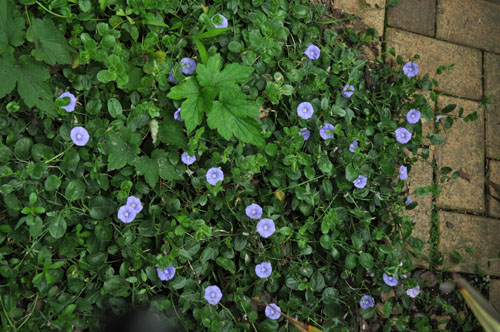 Convolvulus617_ms