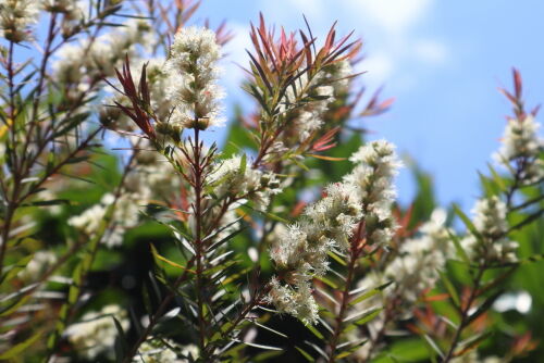 Alexの「お薦めの植物シリーズ」今日は、A.オージープランツ
