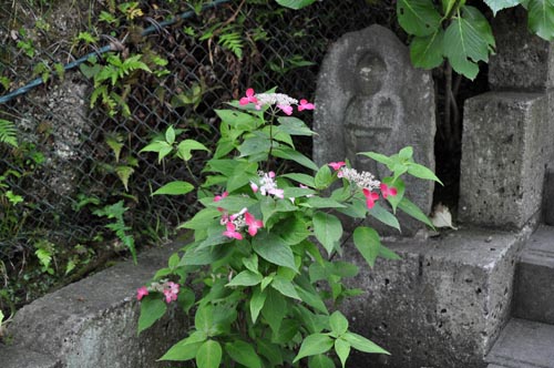 kurenai611_ms