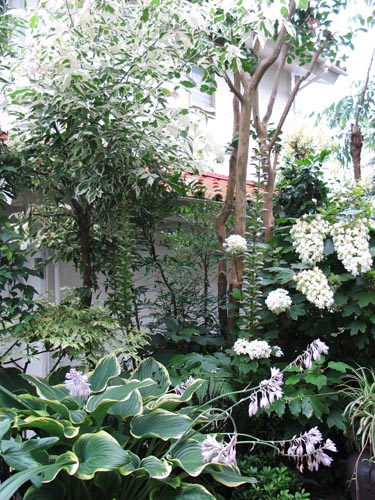 hosta628