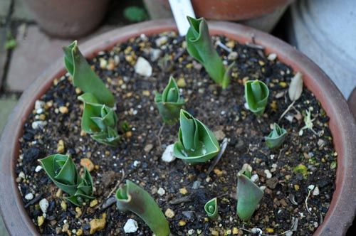 tulip312b_ms