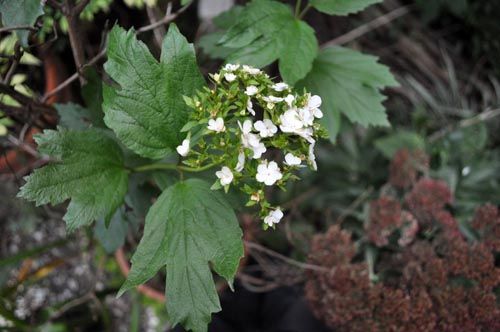 Viburnum1027c_ms