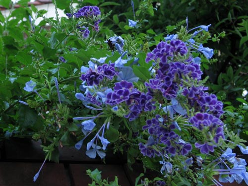 duranta829c