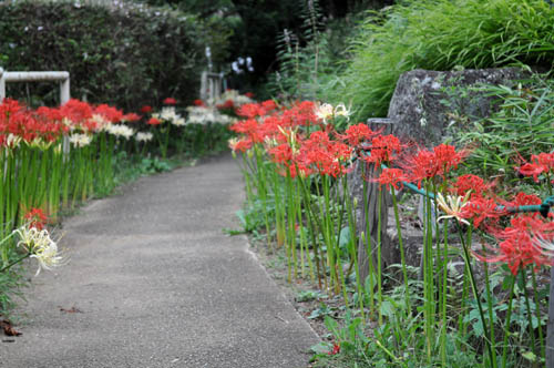 彼岸花の寄せ植え Alex S Garden Party