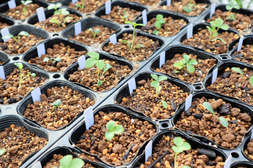 種から育てるクリスマスローズ Alex S Garden Party