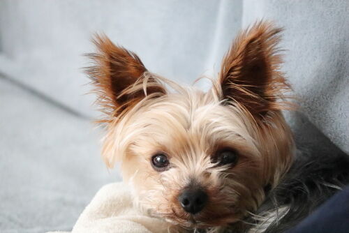 Alexの「お薦めの植物シリーズ」A.オージープランツ：8