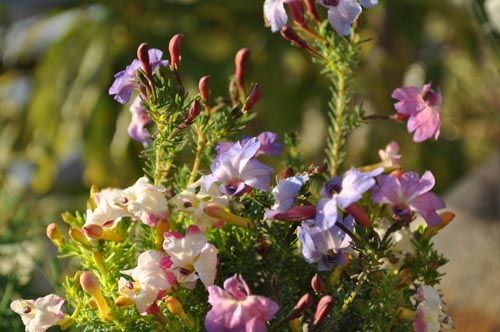 lechenaultia128_ms