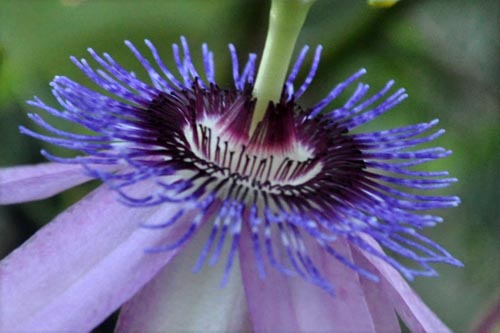 passiflora1122_ms