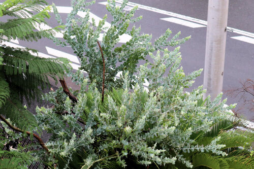 Alexの「お薦めの植物シリーズ」A.オージープランツ1）パールアカシア