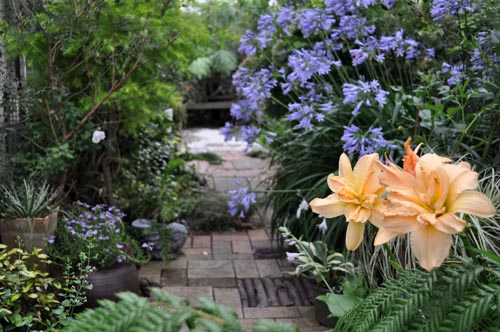 daylily716b_ms