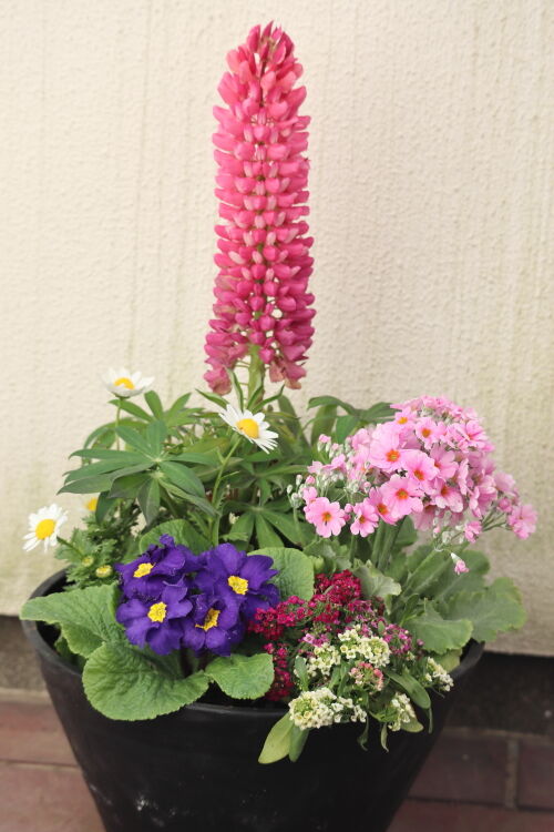 Alexの お薦めの植物シリーズ今日は B 春の草花 7 ルピナス Alex S Garden Party Alexの お薦めの植物シリーズ今日は B 春の草花 7 ルピナス Alex S Garden Party