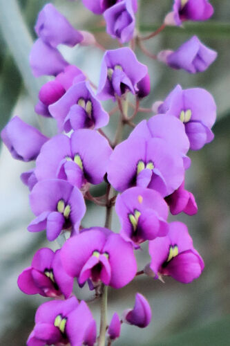 hardenbergia110ms
