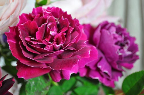 薔薇特集 そして名前の意味は Alex S Garden Party