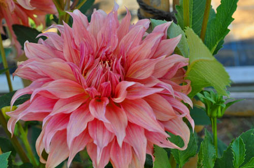 Alex S Garden Party 花木 Livedoor Blog ブログ