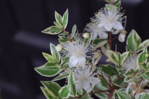 ギンバイカ マートル の花 Alex S Garden Party