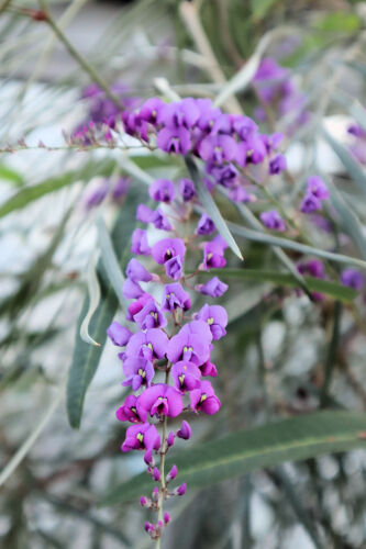hardenbergia110dms