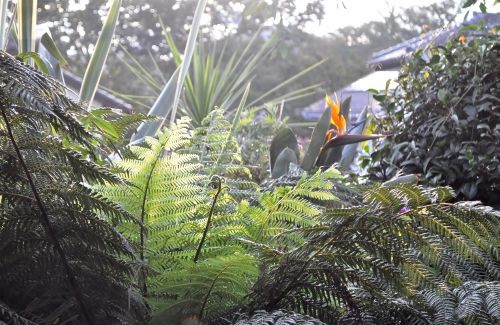 fern1010 (500x325)