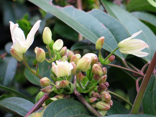 armandii309a_ms