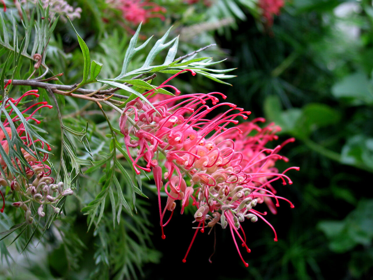 Alexの「お薦めの植物シリーズ」今日は、A.オージープランツ：7