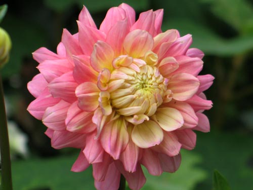 dahria616a