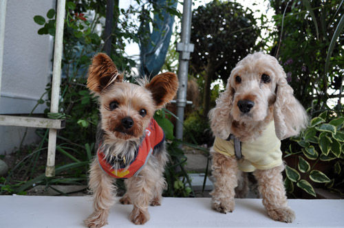dogs505_ms