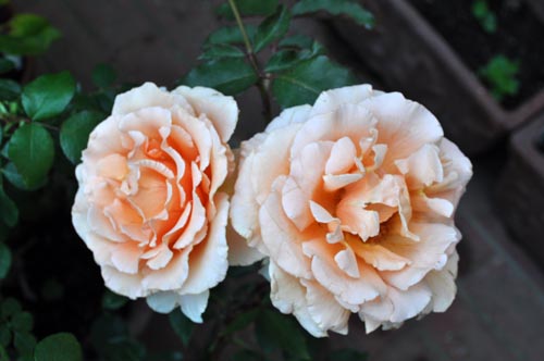 rose611a_ms