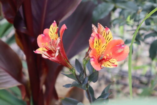 Alstroemeria 'Indian Summer'713ems