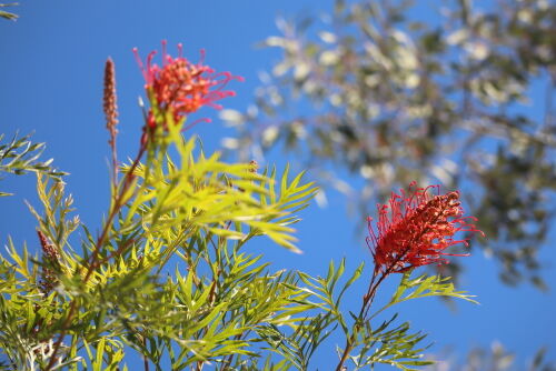 ①つぼみ沢山人気のオージープランツ・グレビリア・ロビンゴードン