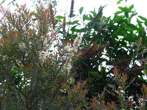 melareuca605c