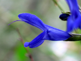 bluesalvia915