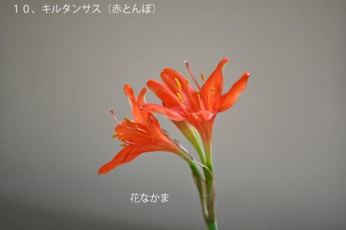 Cyrtanthus_ms